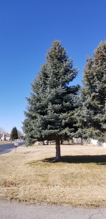 Spruce (Blue or Colorado and Fat Albert) Spruce (Blue or Colorado and Fat Albert)