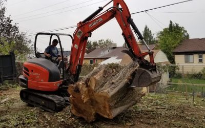 Ogden & Layton Utah Tree Removal Guide