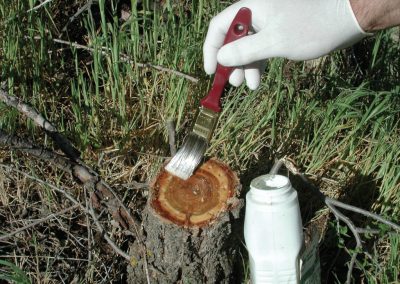 Tree Service #5 – Trash Tree & Invasive Tree Poisoning