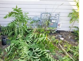 Sumac Trees or Tree of Heaven Sumac Trees or Tree of Heaven