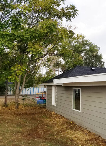 Sumac Trees or Tree of Heaven Sumac Trees or Tree of Heaven