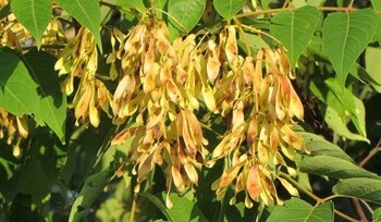 Sumac Trees or Tree of Heaven Sumac Trees or Tree of Heaven