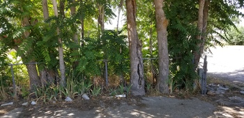 Sumac Trees or Tree of Heaven Sumac Trees or Tree of Heaven