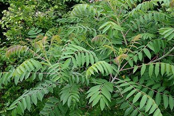 Sumac Trees or Tree of Heaven Sumac Trees or Tree of Heaven