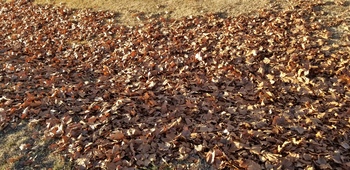 American Sycamore American Sycamore
