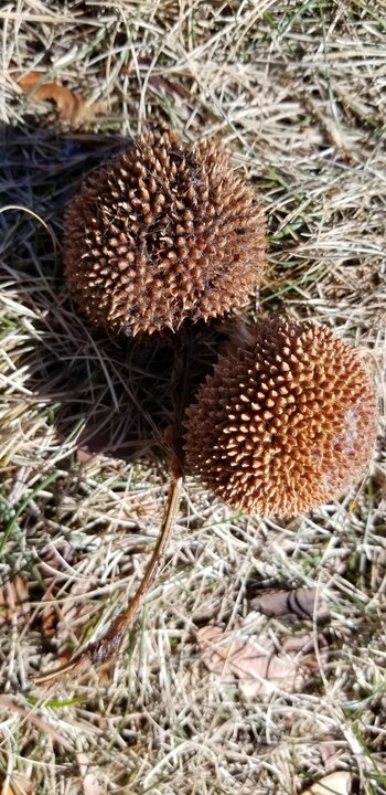American Sycamore American Sycamore