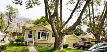 American Sycamore American Sycamore