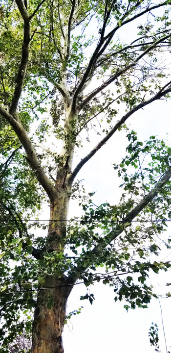 American Sycamore American Sycamore