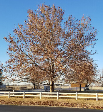 American Sycamore American Sycamore