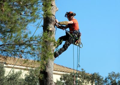 Tree Removal by Tree Climbing and Specialized Tree Rope and Gear