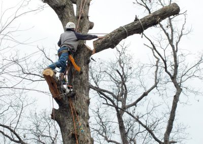 Tree Removal by Tree Climbing and Specialized Tree Rope and Gear