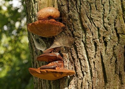 Tree service fungi disease