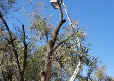 Tree removal by manlift