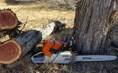 Aesthetically Pleasing Tree Trimming in Ogden/Layton Utah