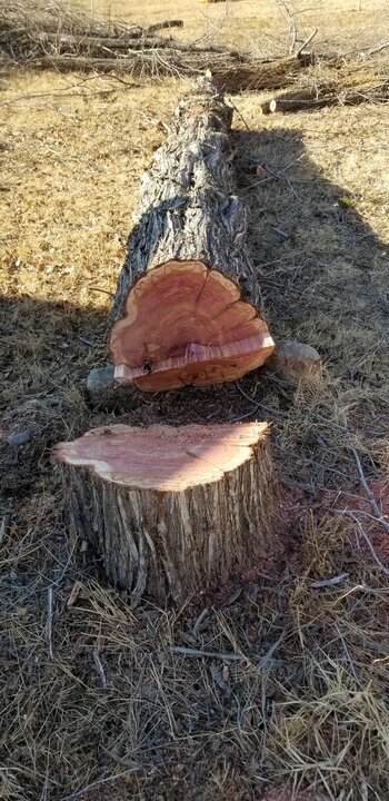 Cedar (Blue Atlas) Cedar (Blue Atlas)