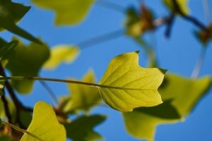 Tulip Tree Tulip Tree