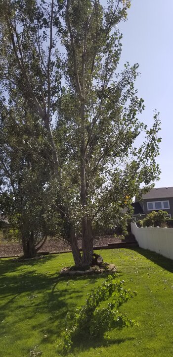 Poplar Tree Poplar Tree