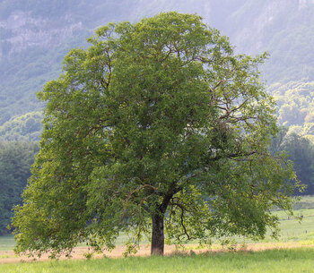 Walnut Tree (English and Black) Walnut Tree (English and Black)