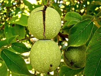 Walnut Tree (English and Black) Walnut Tree (English and Black)