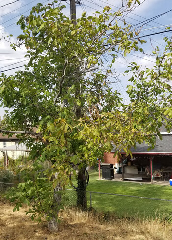 Walnut Tree (English and Black) Walnut Tree (English and Black)