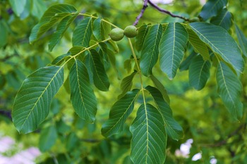 Walnut Tree (English and Black) Walnut Tree (English and Black)