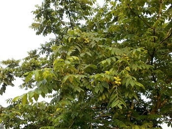 Walnut Tree (English and Black) Walnut Tree (English and Black)