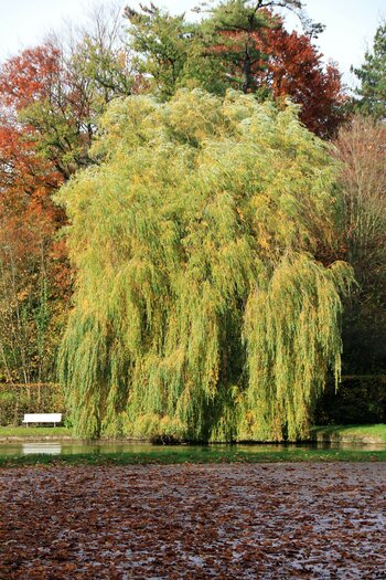 Willow Trees Willow Trees