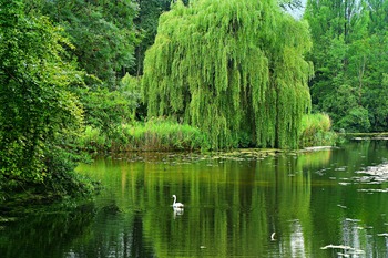 Willow Trees Willow Trees