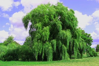 Willow Trees Willow Trees
