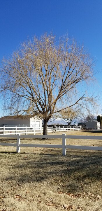Willow Trees Willow Trees