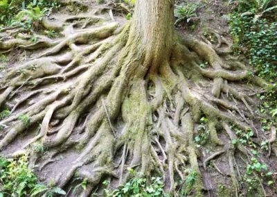 Root Grinding